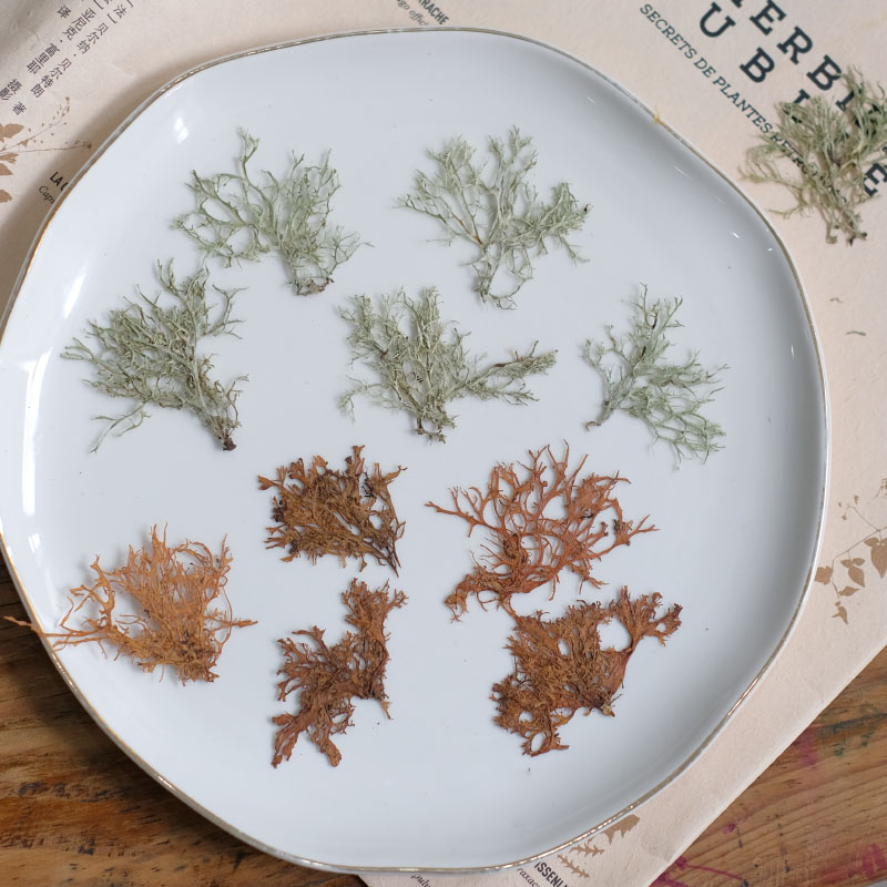 Dried Flower Bookmark - 12pcs,Seaweed aquatic plants dried flower micro