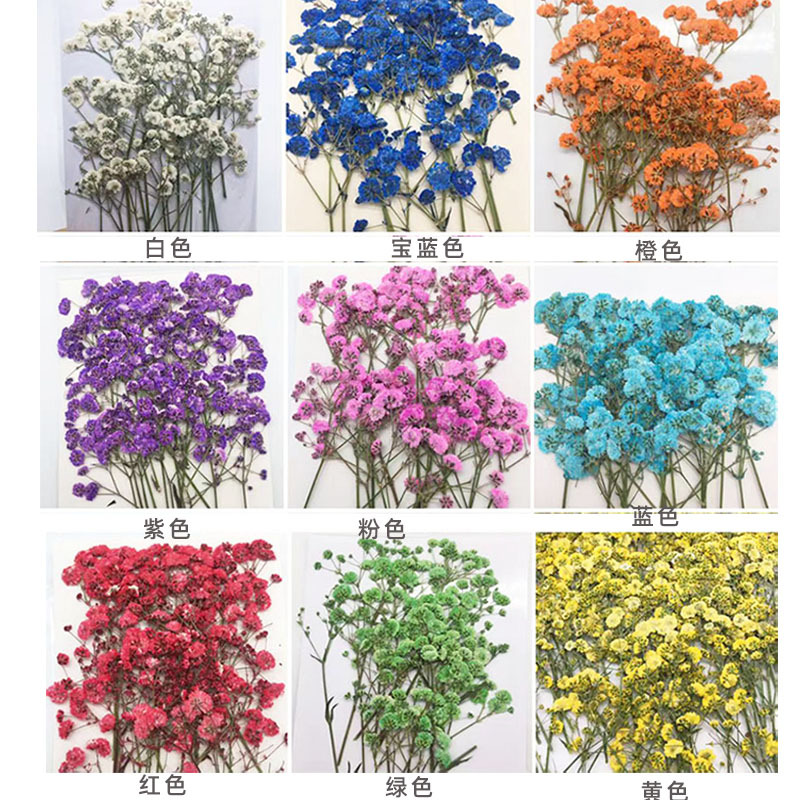 100 Pieces of Baby's Breath Pl - Dried Flower Bookmark 리뷰 및 가격