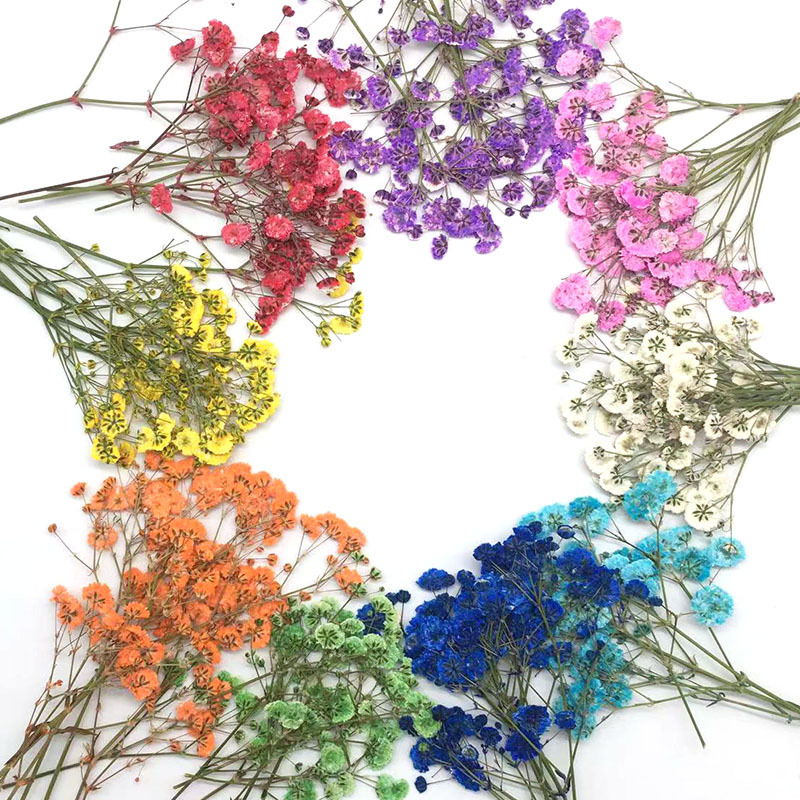 100 Pieces of Baby's Breath Pl - Dried Flower Bookmark 리뷰 및 가격
