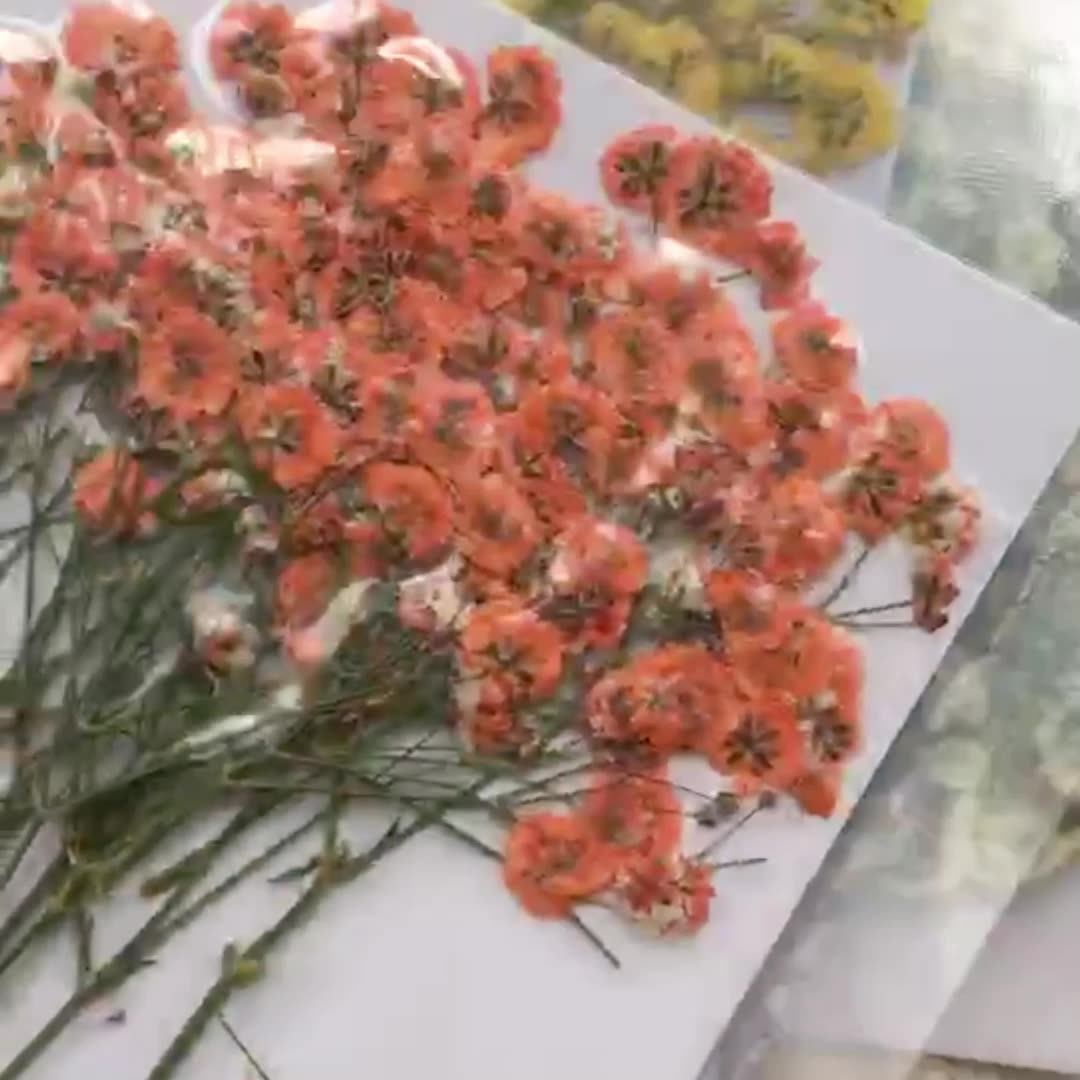 100 Pieces of Baby's Breath Pl - Dried Flower Bookmark 리뷰 및 가격