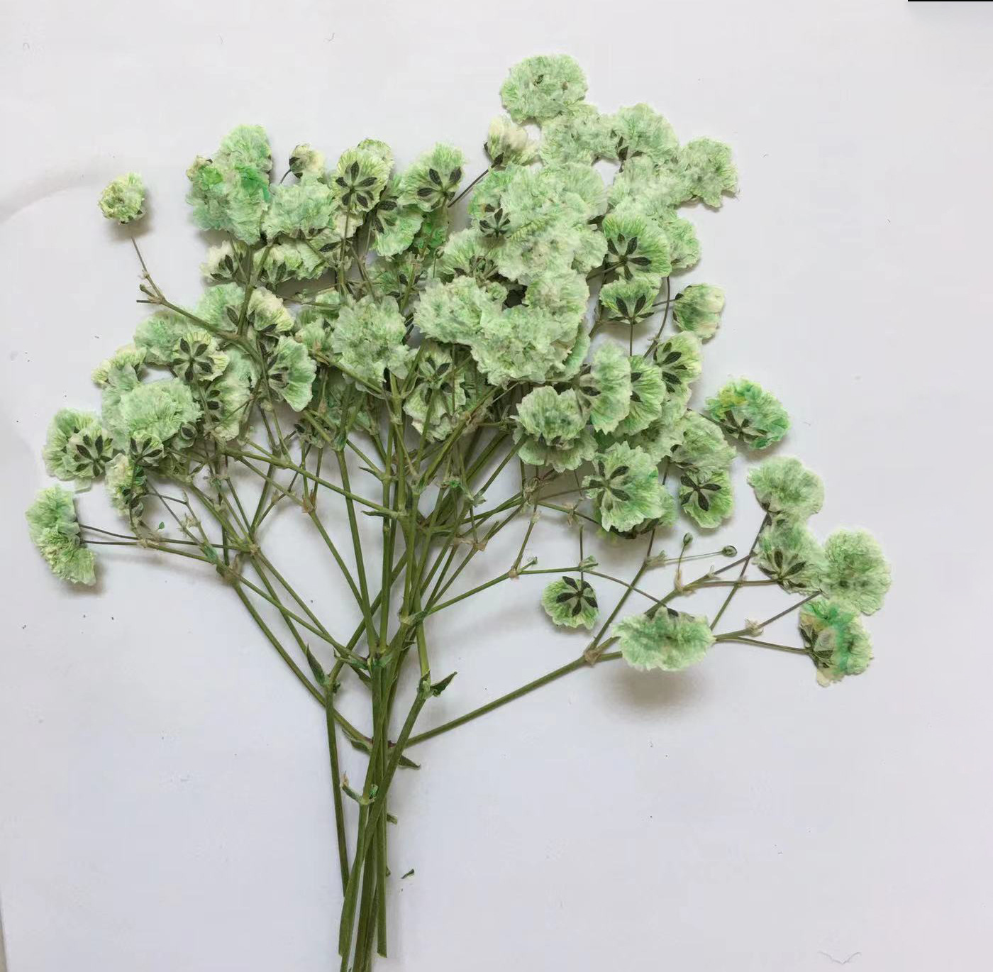 100 Pieces of Baby's Breath Pl - Dried Flower Bookmark 리뷰 및 가격