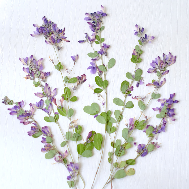 6pcs,nature Lespedeza Formosa  - Dried Flower Bookmark 리뷰 및 가격