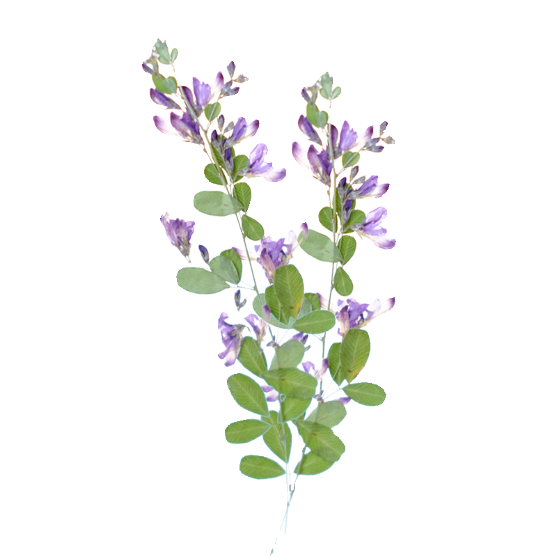6pcs,nature Lespedeza Formosa  - Dried Flower Bookmark 리뷰 및 가격
