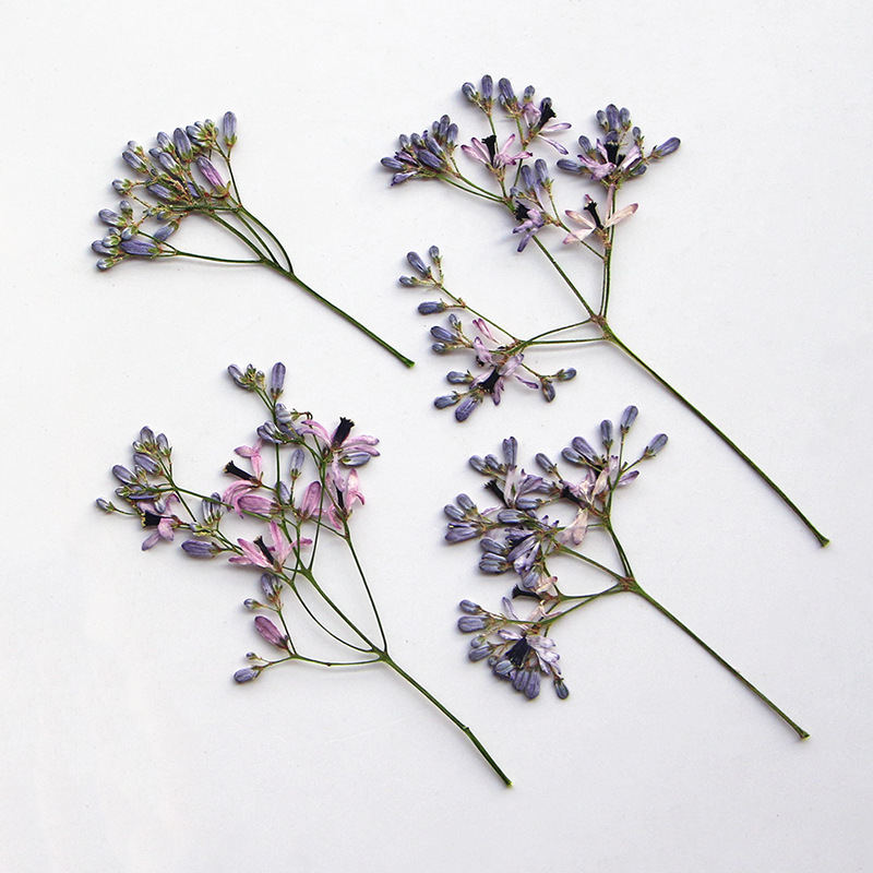 120pcs Pressed Dried Melia aze - Dried Flower Bookmark 리뷰 및 가격