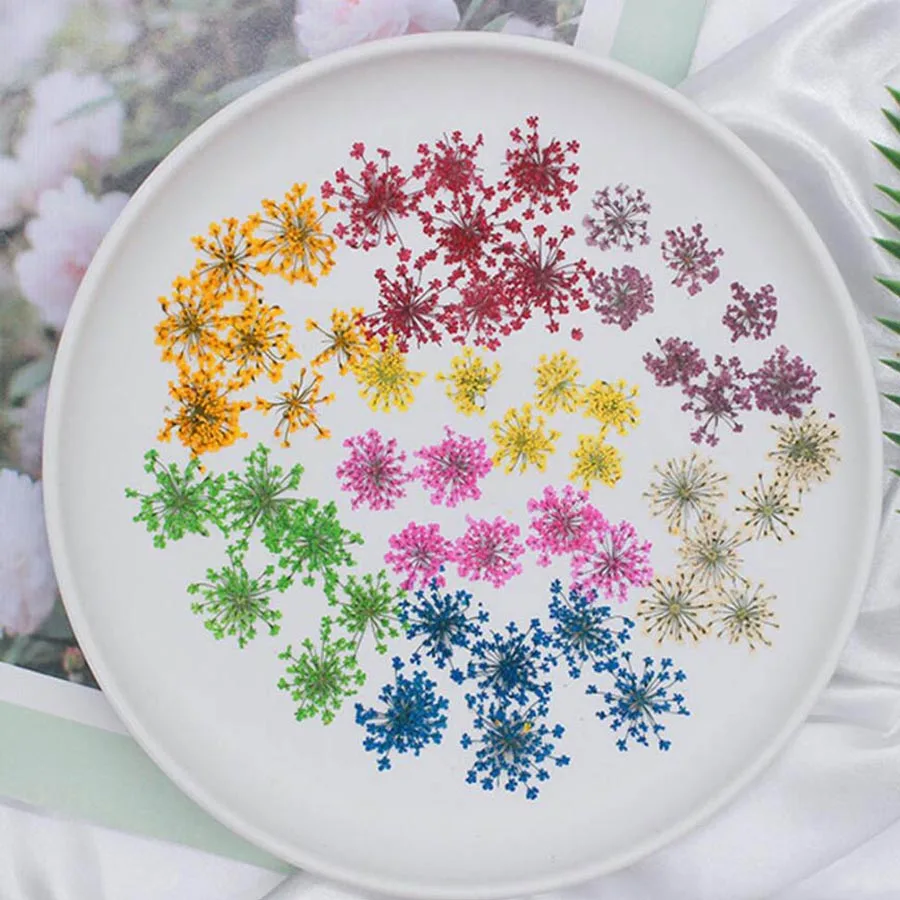 60pcs Pressed Dried 20-25mm Am - Dried Flower Bookmark 리뷰 및 가격