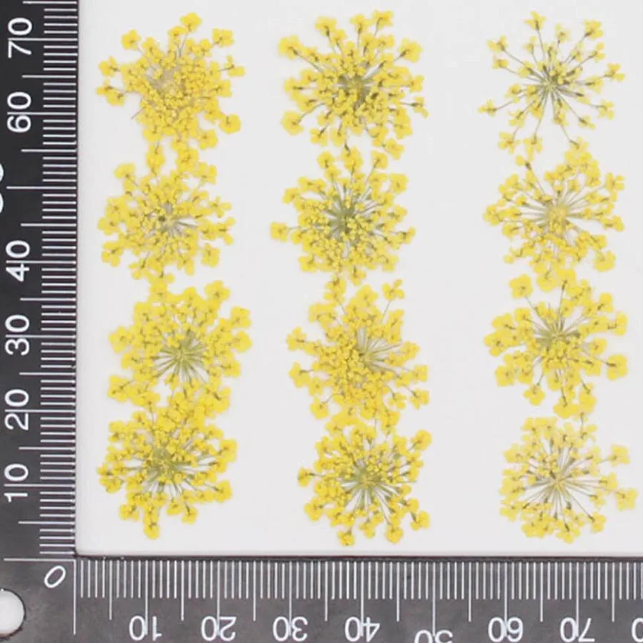 60pcs Pressed Dried 20-25mm Am - Dried Flower Bookmark 리뷰 및 가격