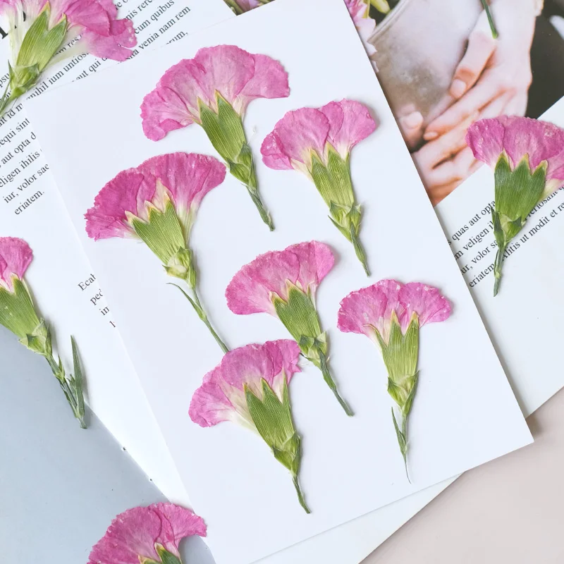 6pcs/4-7cm,Carnation dried flo - Dried Flower Bookmark 리뷰 및 가격