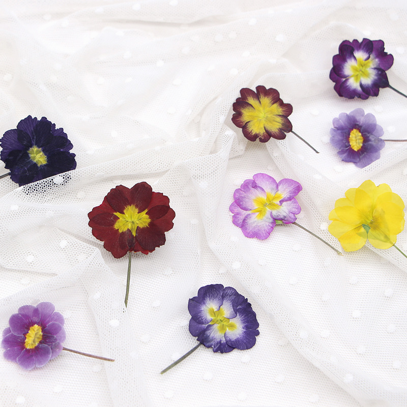 48Pcs European Primrose Teachi - Dried Flower Bookmark 리뷰 및 가격