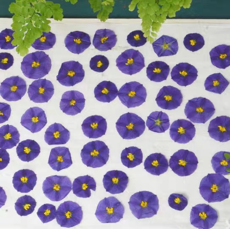 100pcs Pressed Dried Lycianthe - Dried Flower Bookmark 리뷰 및 가격