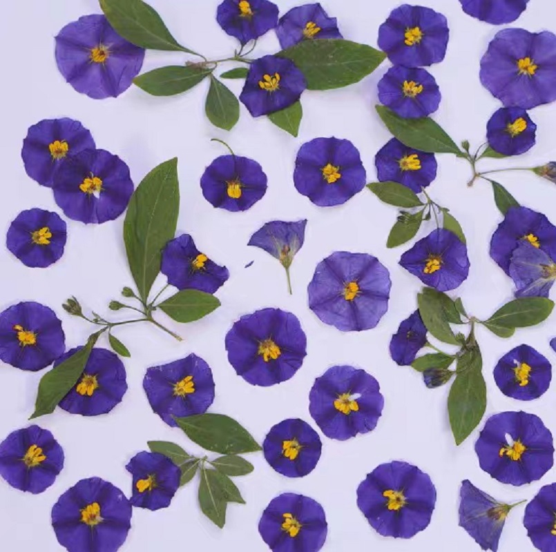 100pcs Pressed Dried Lycianthe - Dried Flower Bookmark 리뷰 및 가격