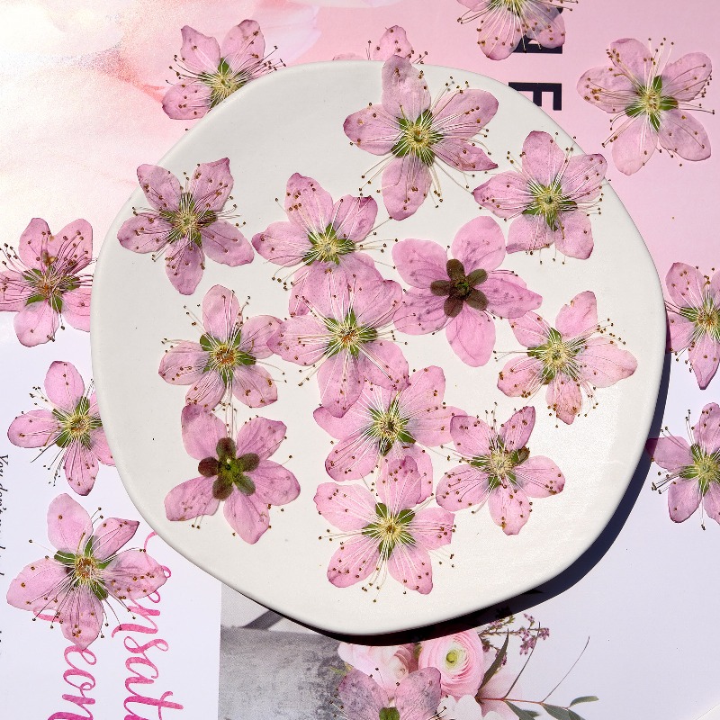 3-4cm./6pcs,Pink Peach Blossom - Dried Flower Bookmark 리뷰 및 가격