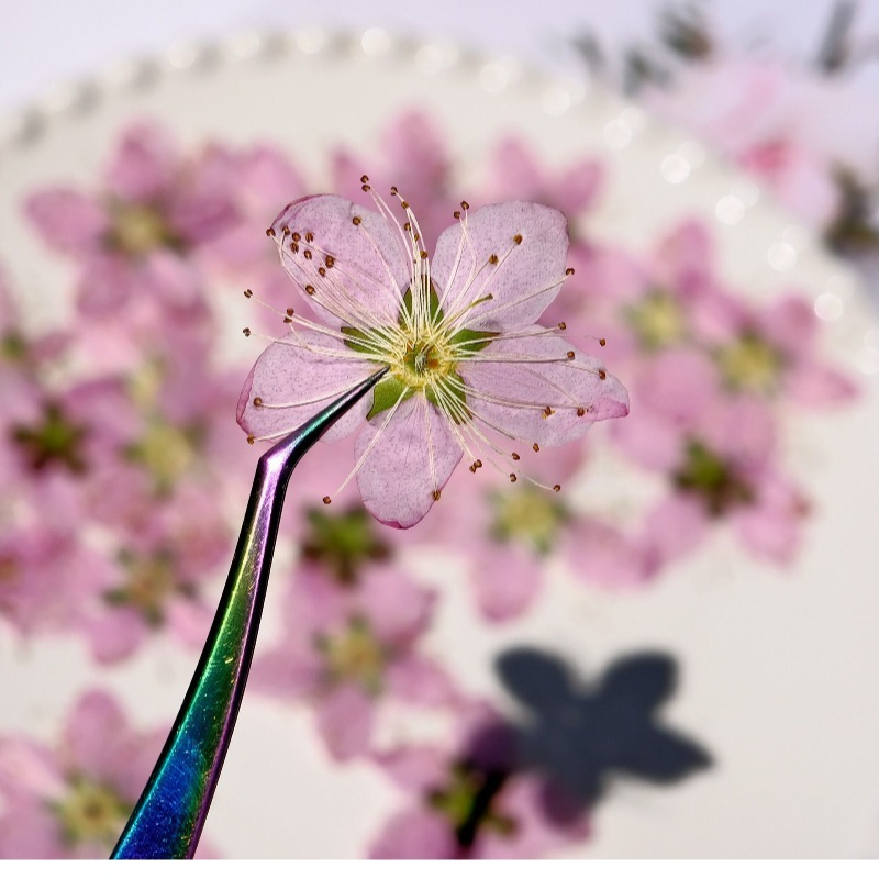 3-4cm./6pcs,Pink Peach Blossom - Dried Flower Bookmark 리뷰 및 가격