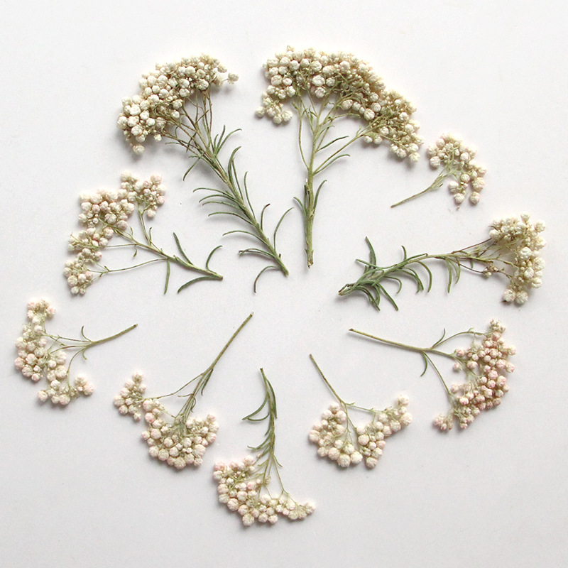 12pcs,Nature Millet flower bra - Dried Flower Bookmark 리뷰 및 가격