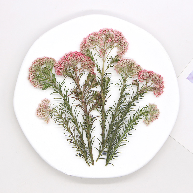 12pcs,Nature Millet flower bra - Dried Flower Bookmark 리뷰 및 가격