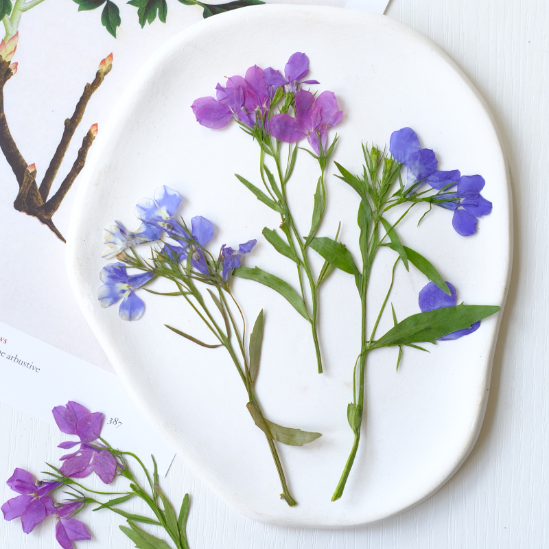 6pcs/8-13cm,nature Lobelia Eri - Dried Flower Bookmark 리뷰 및 가격