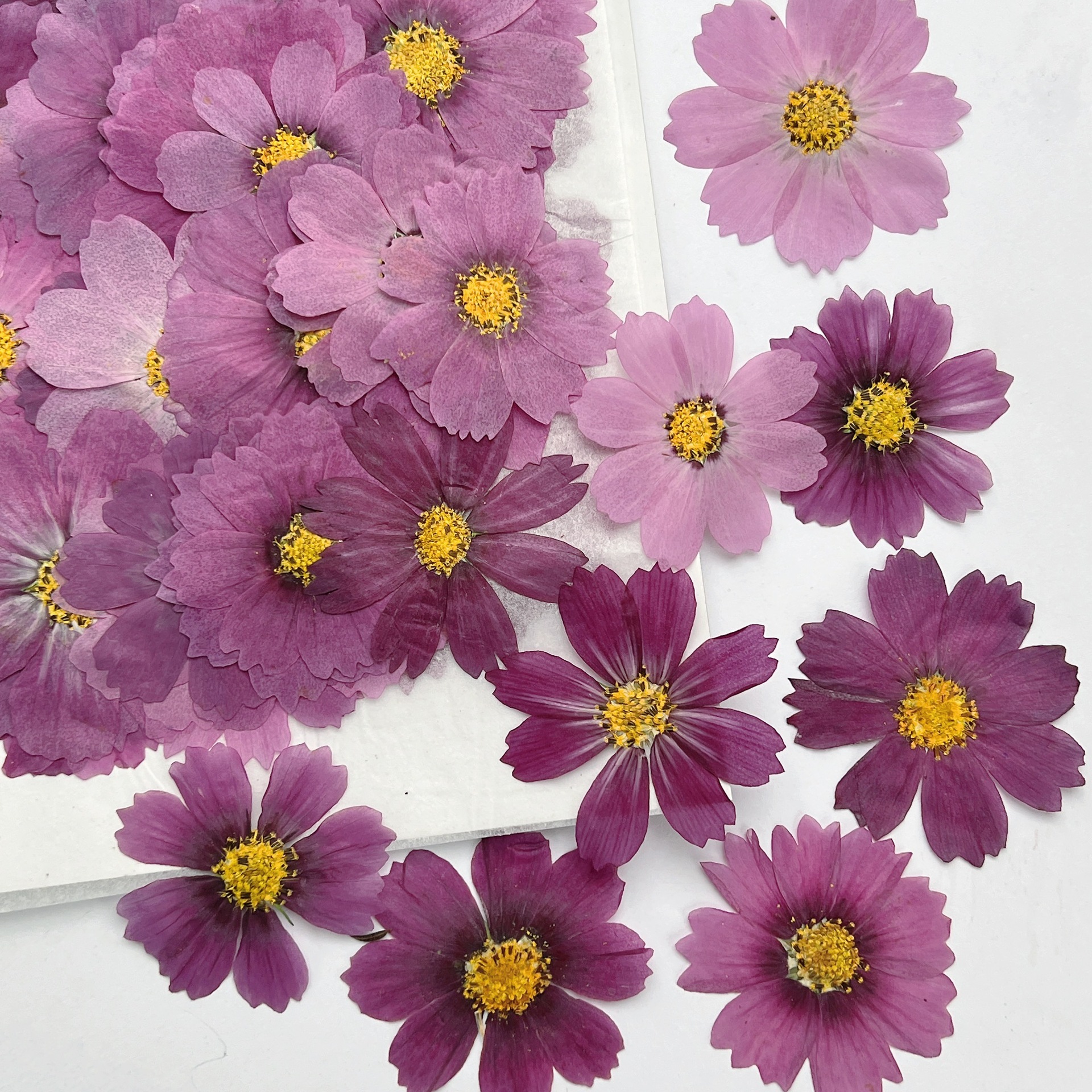 100Pcs Cosmos Dried Flower Pre - Dried Flower Bookmark 리뷰 및 가격