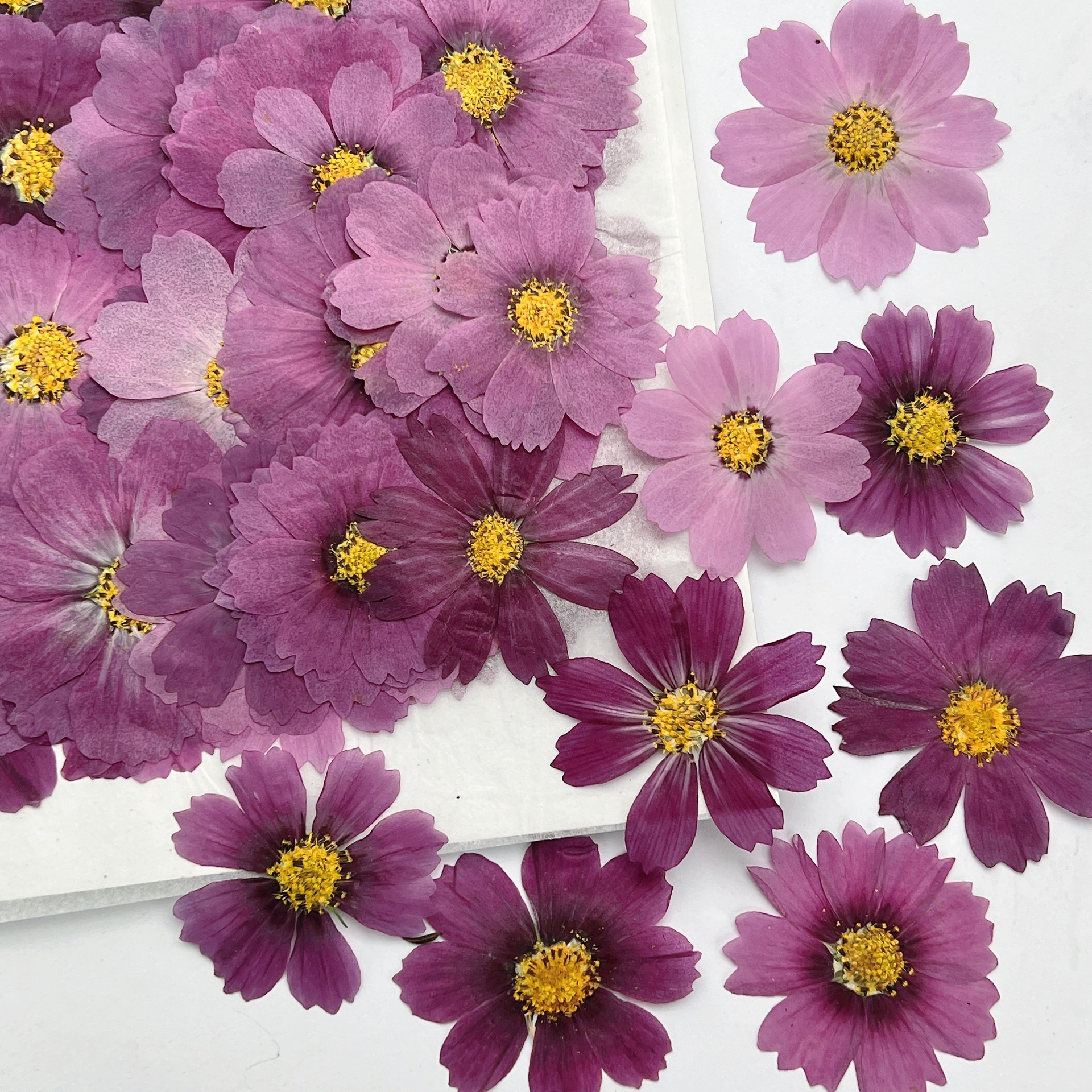 100Pcs Cosmos Dried Flower Pre - Dried Flower Bookmark 리뷰 및 가격