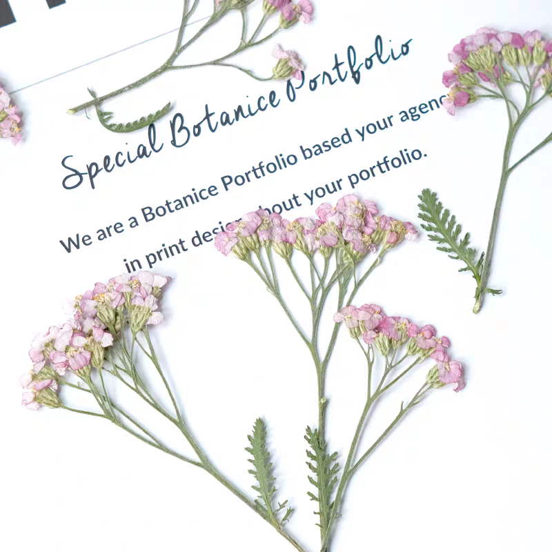 60pcs Pressed Dried Yarrow Ach - Dried Flower Bookmark 리뷰 및 가격