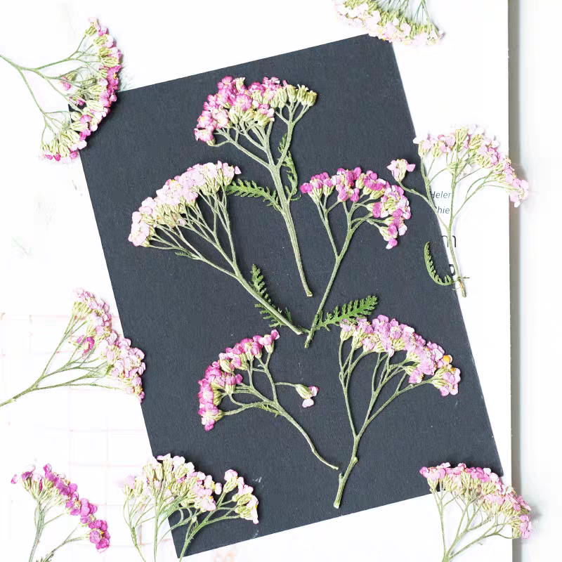 60pcs Pressed Dried Yarrow Ach - Dried Flower Bookmark 리뷰 및 가격