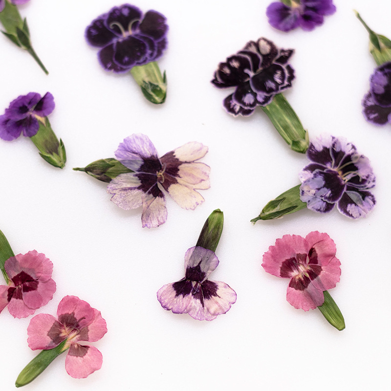 24pcs,Pressed Dried Dianthus F - Dried Flower Bookmark 리뷰 및 가격
