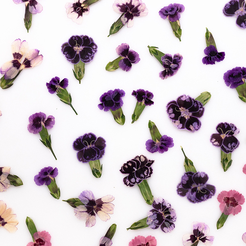 24pcs,Pressed Dried Dianthus F - Dried Flower Bookmark 리뷰 및 가격