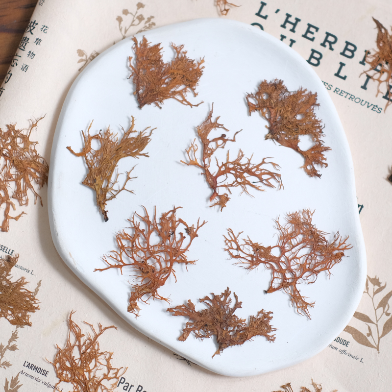 12pcs,Seaweed aquatic plants d - Dried Flower Bookmark 리뷰 및 가격