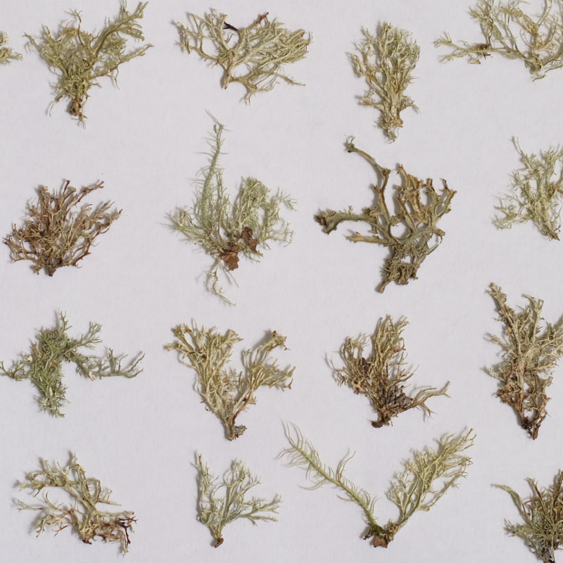 12pcs,Seaweed aquatic plants d - Dried Flower Bookmark 리뷰 및 가격