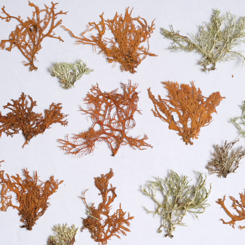 12pcs,Seaweed aquatic plants d - Dried Flower Bookmark 리뷰 및 가격