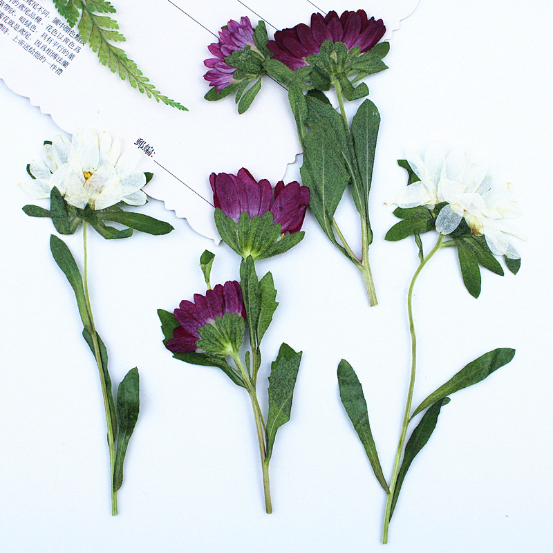 24pcs,Mini Chrysanthemum Press - Dried Flower Bookmark 리뷰 및 가격