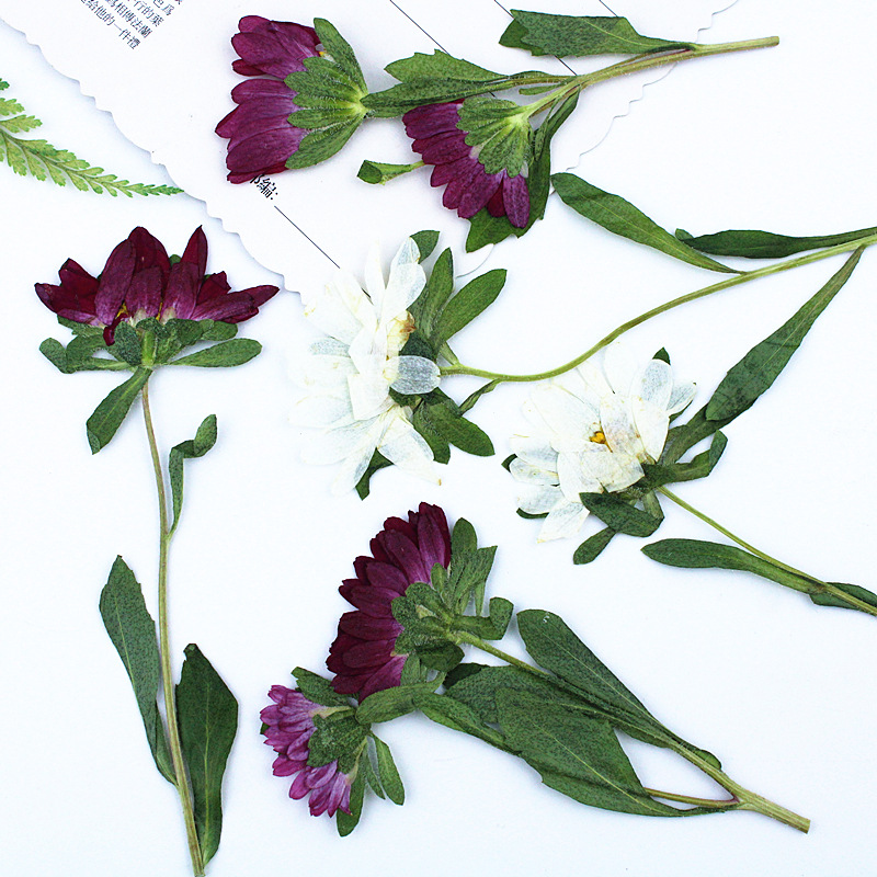 24pcs,Mini Chrysanthemum Press - Dried Flower Bookmark 리뷰 및 가격